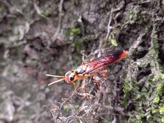 Xiphydriidae