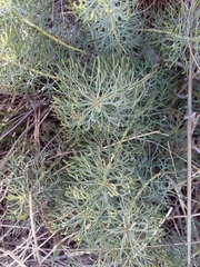 Serruria cyanoides