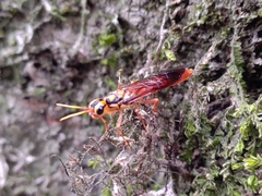 Xiphydriidae