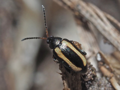 Phyllotreta undulata