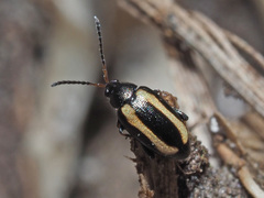 Phyllotreta undulata