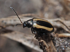 Phyllotreta undulata