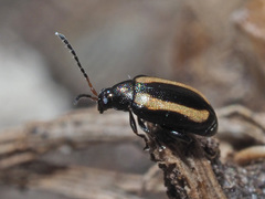 Phyllotreta undulata