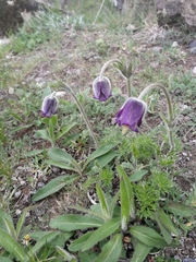 Pulsatilla violacea