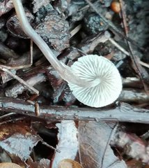 Mycena vitilis
