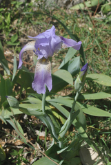 Iris mesopotamica