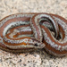 Rosy Boa - Photo (c) Natalie McNear, some rights reserved (CC BY-NC)