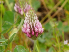 Trifolium incarnatum molinerii