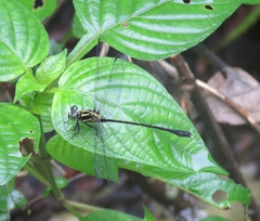 Leptogomphus