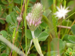 Trifolium incarnatum molinerii