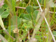 Trifolium incarnatum molinerii