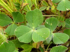 Trifolium incarnatum molinerii