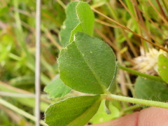Trifolium incarnatum molinerii