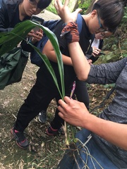 Aspidistra attenuata