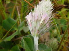 Trifolium incarnatum molinerii