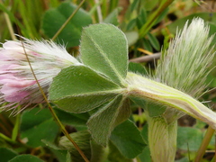Trifolium incarnatum molinerii