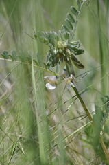 Vicia hybrida