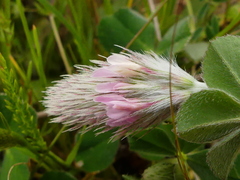 Trifolium incarnatum molinerii