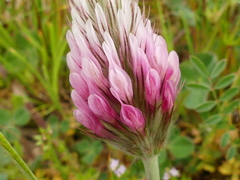 Trifolium incarnatum molinerii