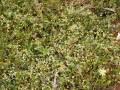 Anthyllis circinnata