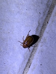 Phyllophaga rugosa