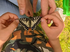 Papilio machaon hippocrates