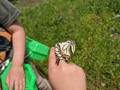Papilio machaon hippocrates
