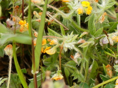 Anthyllis circinnata