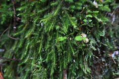 Echinodiopsis hispida