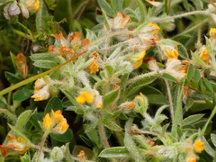 Anthyllis circinnata