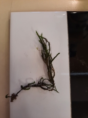 Echinodiopsis hispida