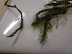 Echinodiopsis hispida