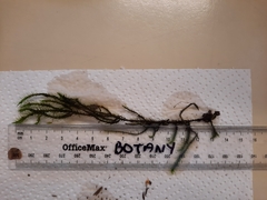 Echinodiopsis hispida