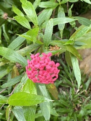 Arachnothryx leucophylla