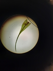 Echinodiopsis hispida