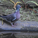 Azores Wood Pigeon - Photo (c) Laura H, some rights reserved (CC BY-NC), uploaded by Laura H