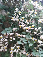 Sarcocapnos enneaphylla