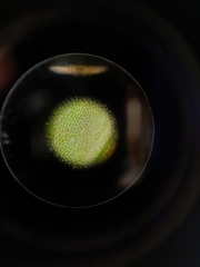 Echinodiopsis hispida