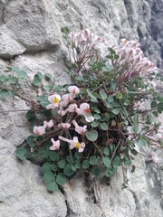 Sarcocapnos enneaphylla