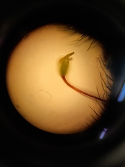 Echinodiopsis hispida