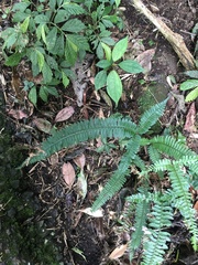 Polystichum hancockii