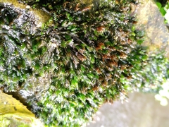Fissidens rigidulus
