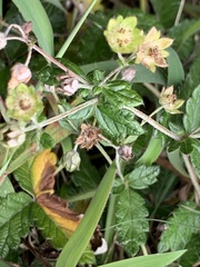 Potentilla discolor