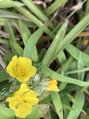 Potentilla discolor