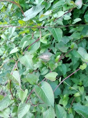 Magnoliopsida