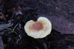 Collybia eucalyptorum