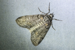 Smyriodes trigramma