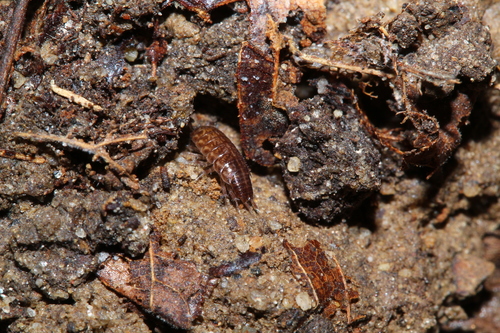 Chaetophiloscia sicula