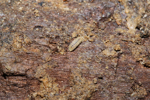 Haplophthalmus danicus