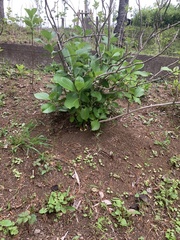 Hydrangea involucrata
